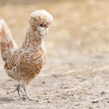 Les Carolins - 4 Etoiles Κάμπινγκ