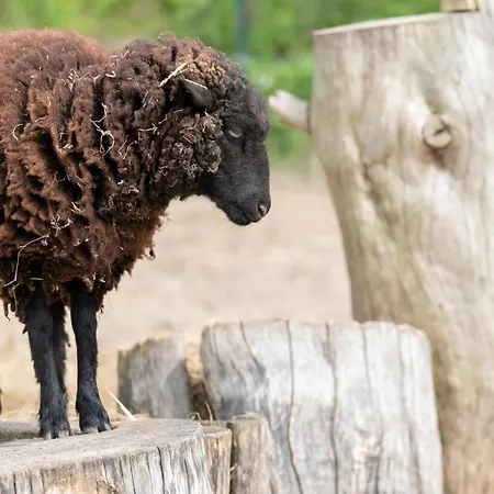 Κάμπινγκ Les Carolins - 4 Etoiles 3*