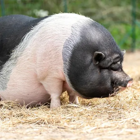 Les Carolins - 4 étoiles 3*