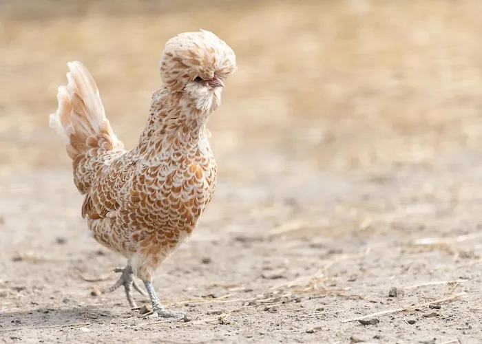 Les Carolins - 4 Etoiles Camping