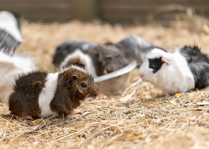 Campingplads Les Carolins - 4 Etoiles Saint-Lo-d'Ourville