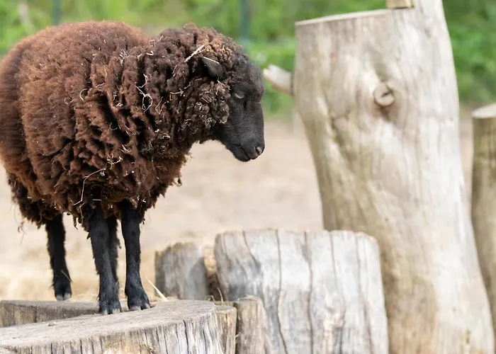 Camping Les Carolins - 4 Etoiles 3*