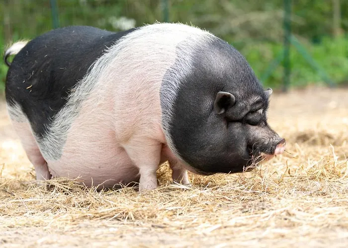 Les Carolins - 4 Etoiles 3*